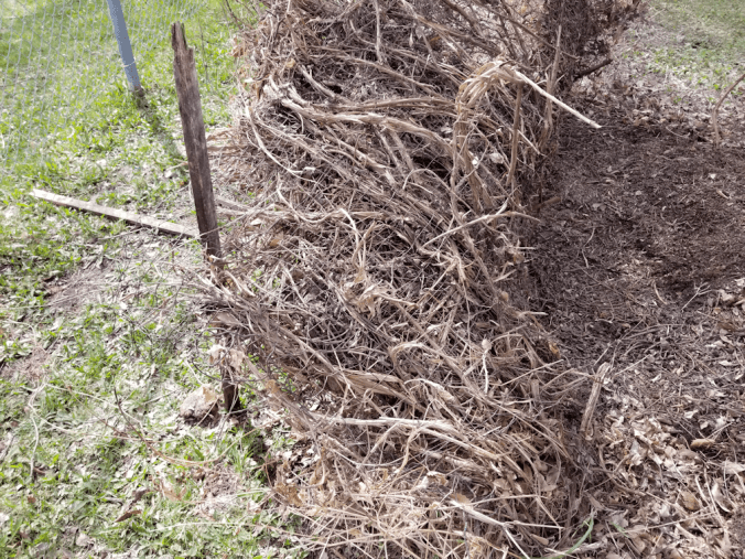 20180511.mystery.vine5