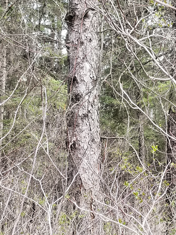 20180511.tree.extension.cord