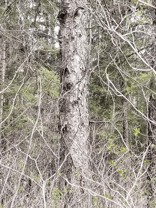 20180511.tree.extension.cord