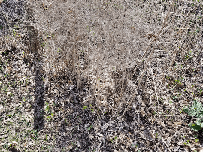 20180513.garden.asparagus