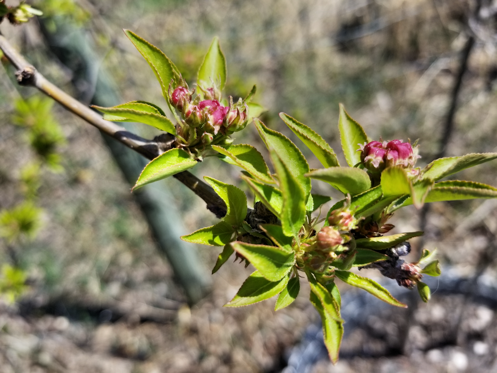 20180513.garden.cherry