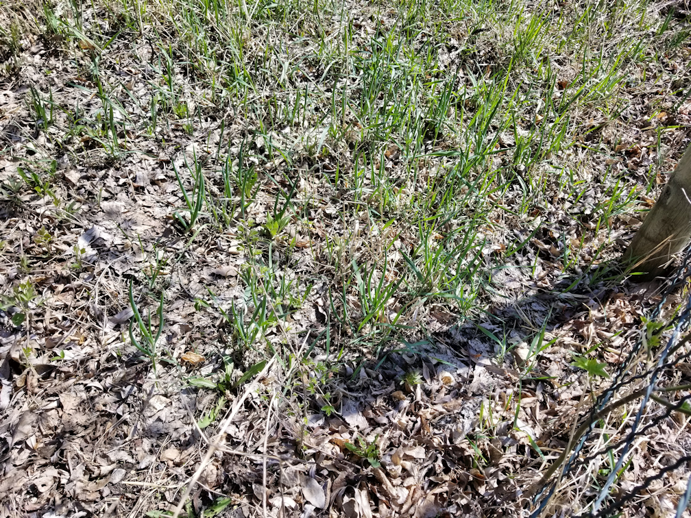 20180513.garden.onions