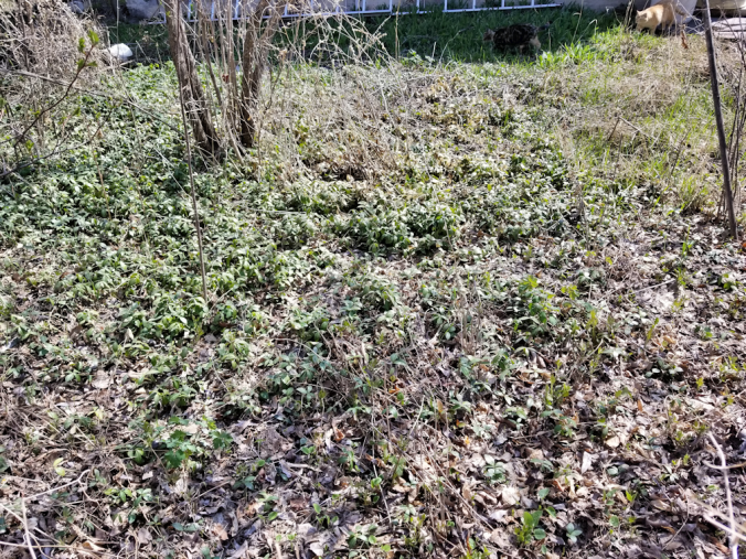 20180513.garden.overrun1