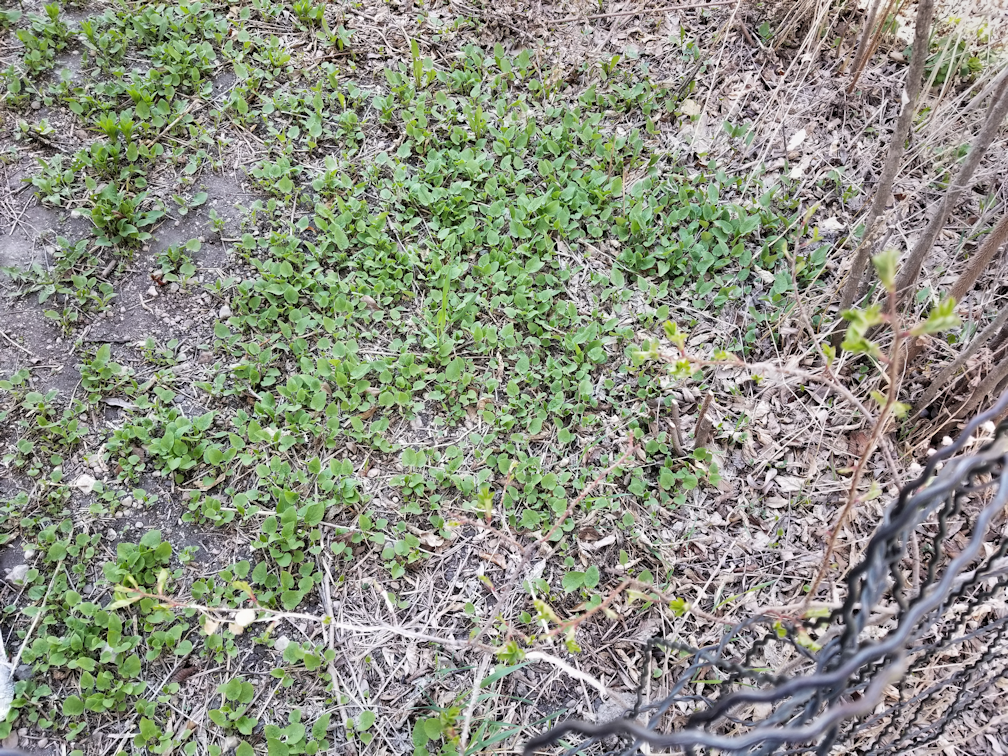 20180513.garden.overrun2