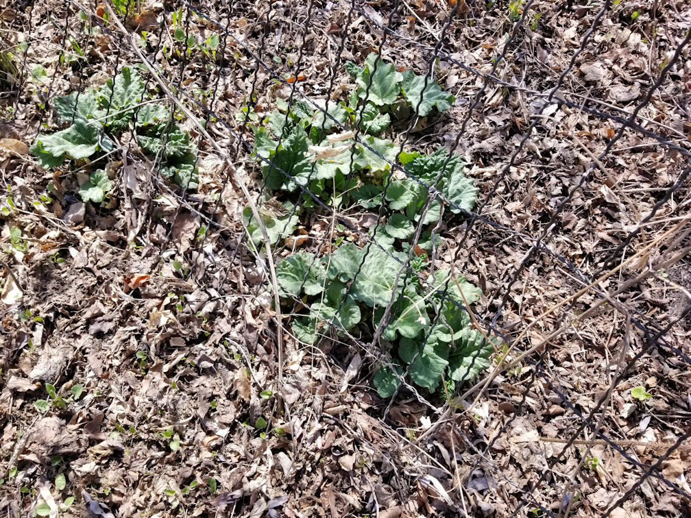 20180513.garden.rhubbarb2