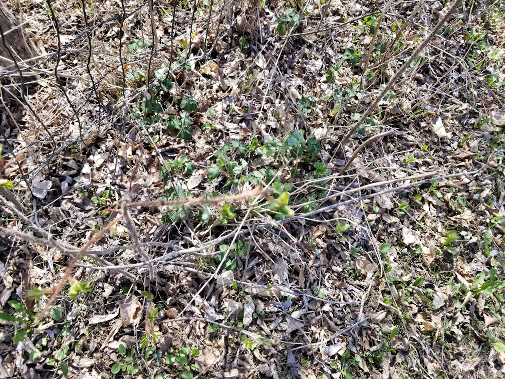 20180513.garden.wild.columbine