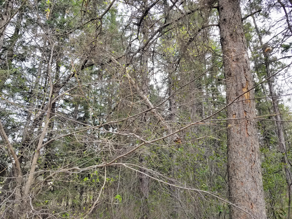 20180515.broken.tree