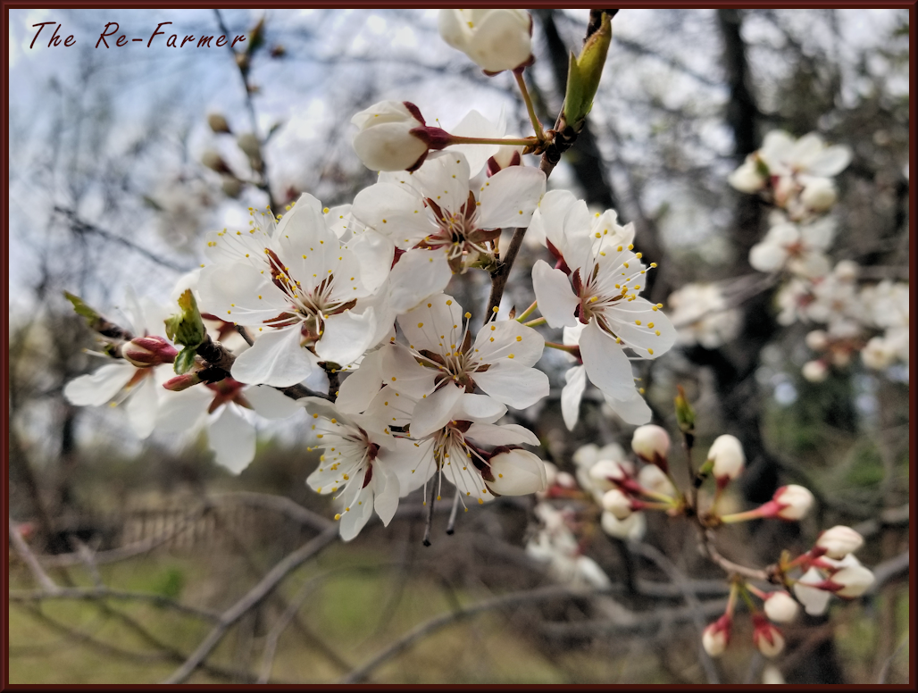 20180516.plumblossoms1