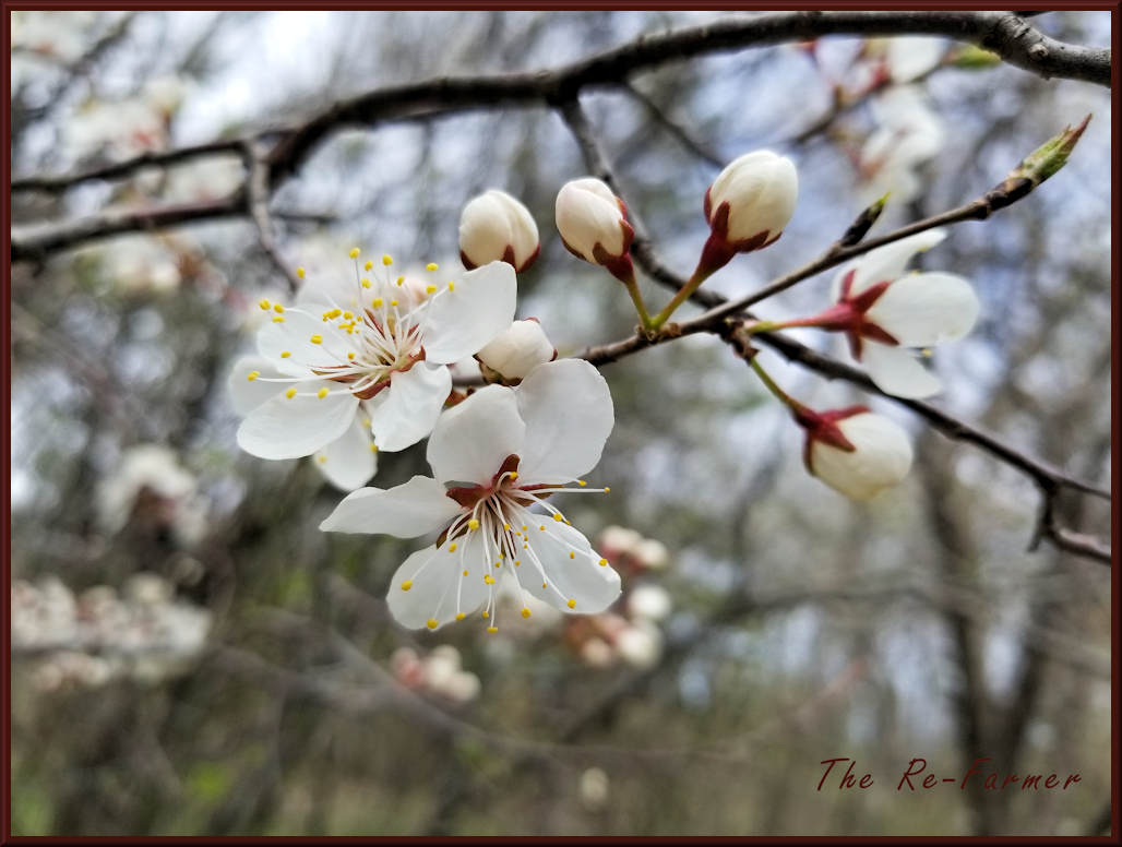 20180516.plumblossoms2