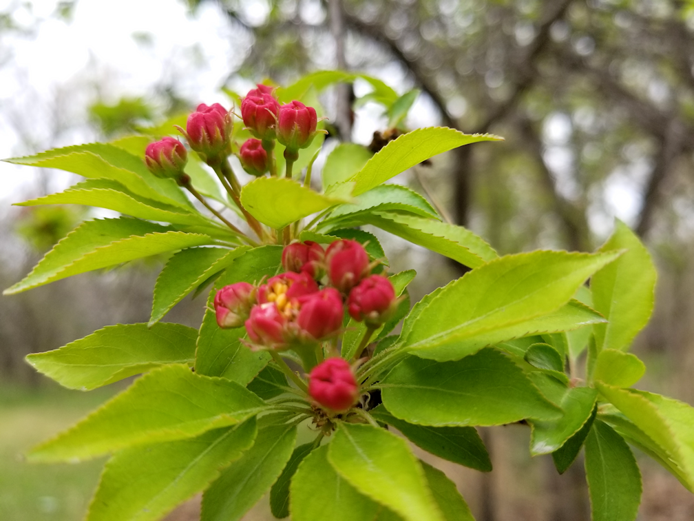 20180518.apple.tree.west