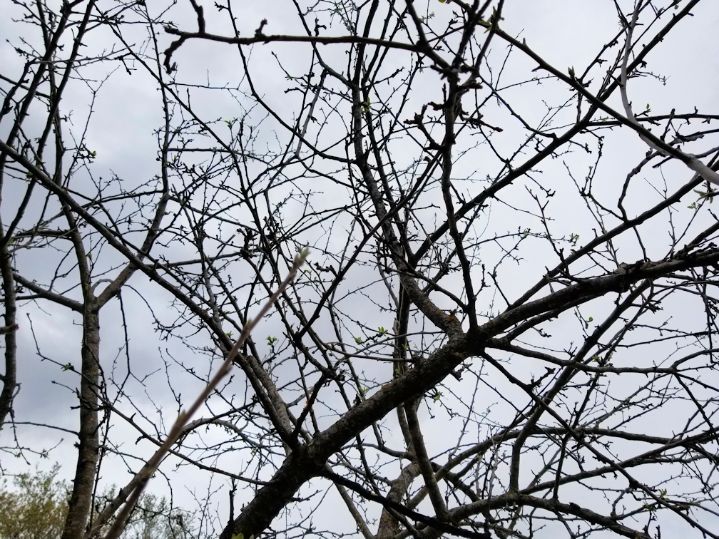 20180518.apple.trees.north