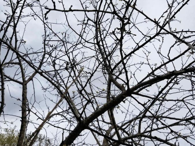 20180518.apple.trees.north