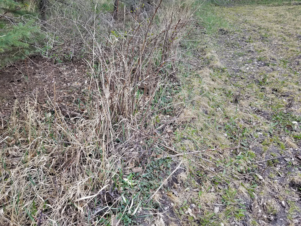 20180518raspberrie.bushes