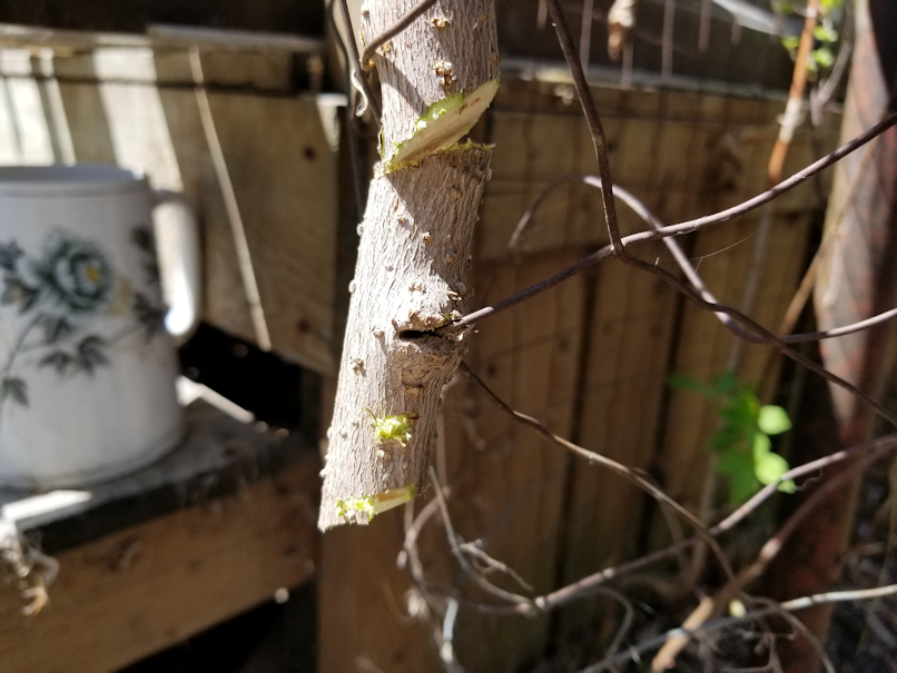 20180521.flower.garden.gate.section.tree