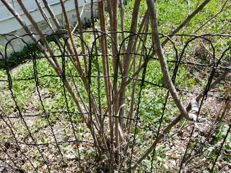 20180521.flower.garden.last.fence.section.rose.bush