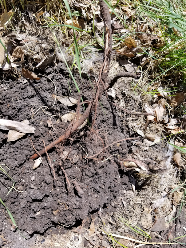 20180521.flower.garden.planter.roots