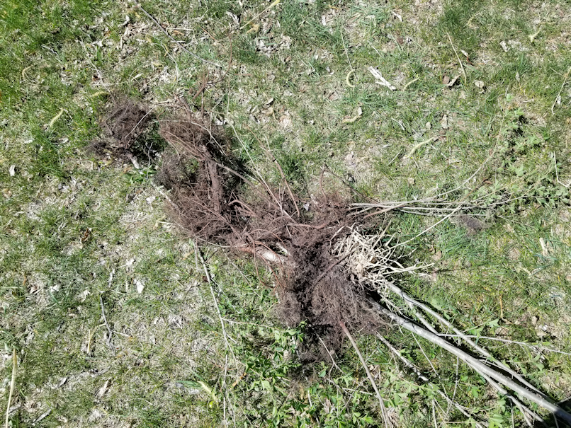 20180521.flower.garden.planter.trees.cleared