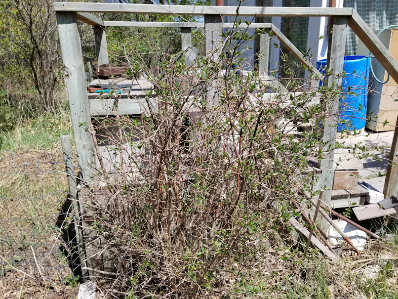 20180521.flower.garden.pruninged