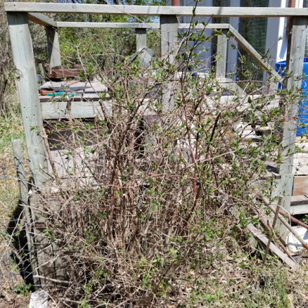 20180521.flower.garden.pruninged