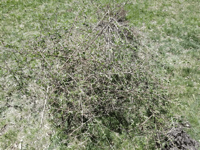 20180521.flower.garden.prunings