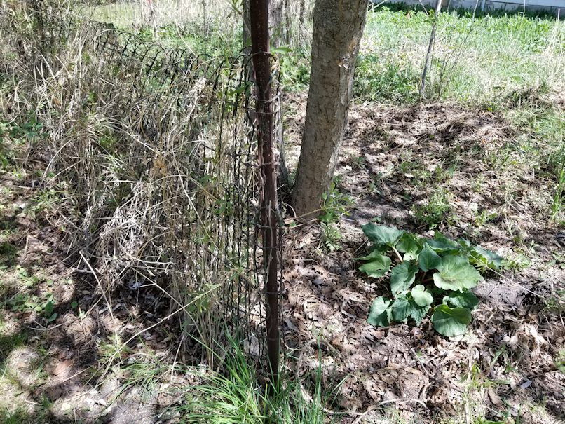 20180521.flower.garden.side.fence.clear