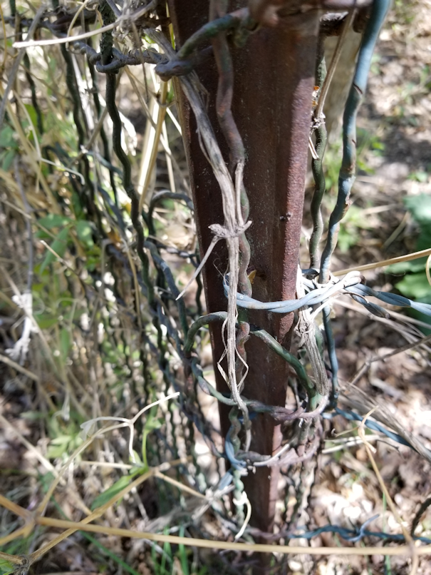 20180521.flower.garden.side.fence.corner.post