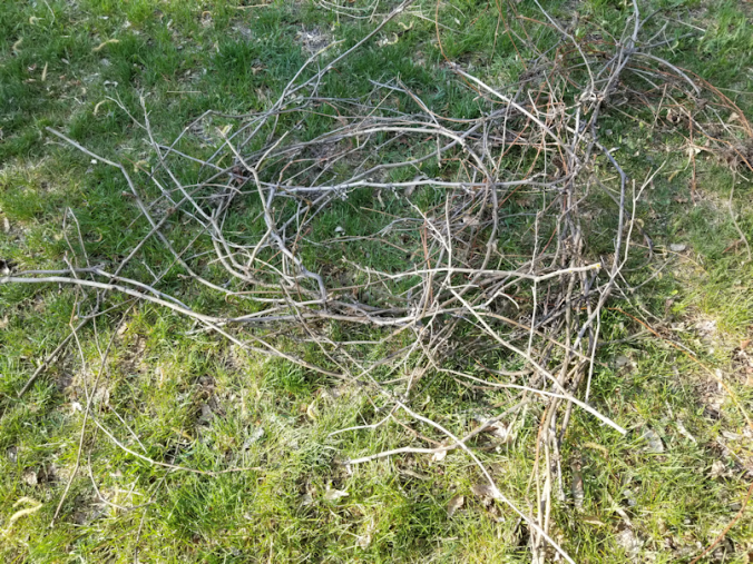 20180522.flower.garden.detritus