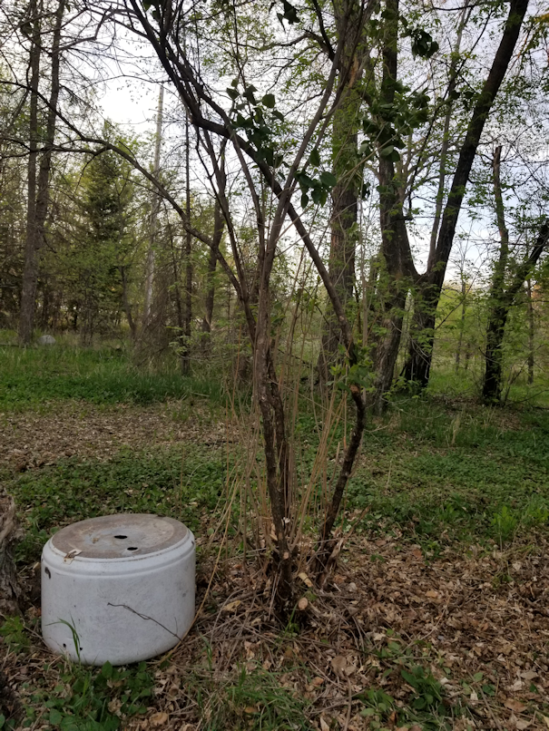 20180523.cleared.lilac