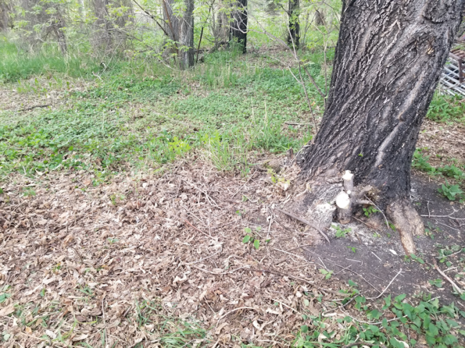 20180523.mostly.clear.maple