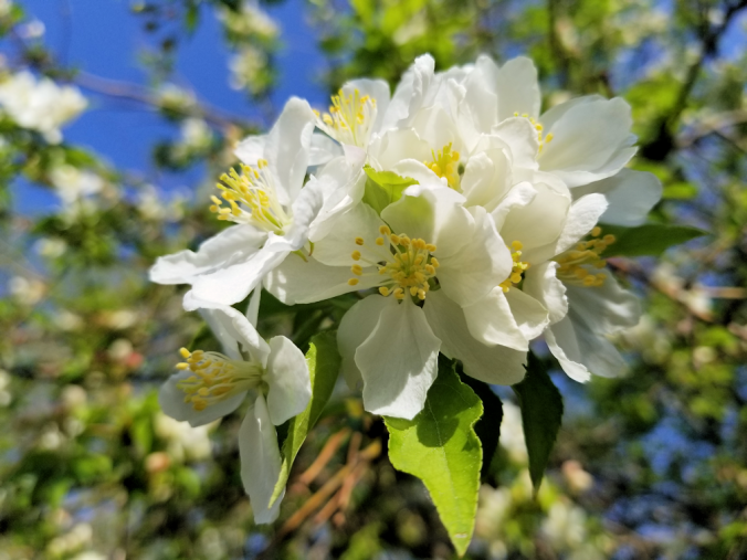 20180523.ornamental.apple.flowers