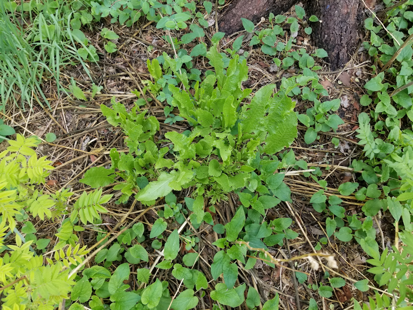20180526.horseradish.tree