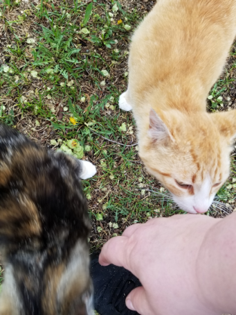 20180526.uncooperative.cats