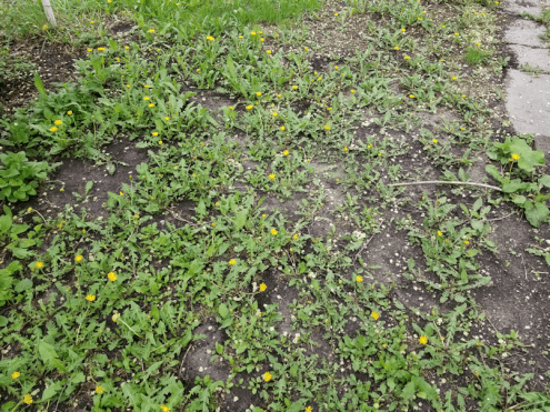 20180526.yard.east.by.house