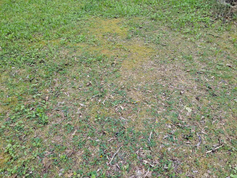 20180526.yard.fire.pit.area