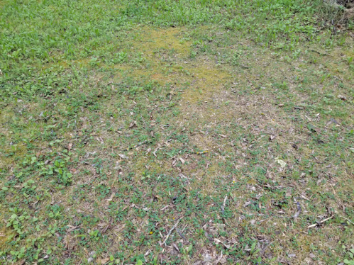 20180526.yard.fire.pit.area