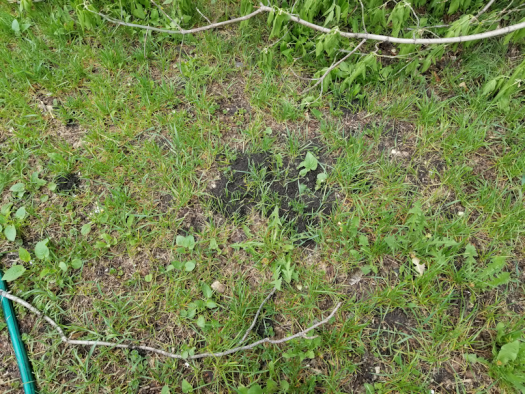 20180526.yard.northwest.anthill