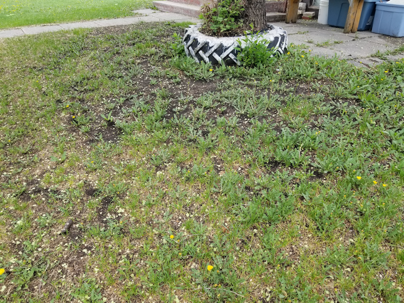 20180526.yard.south.by.house