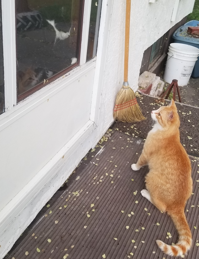 20180527.inside.outside.cats
