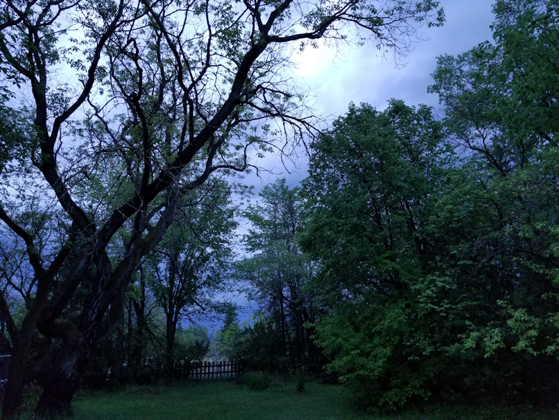 20180529.yard.after.rains