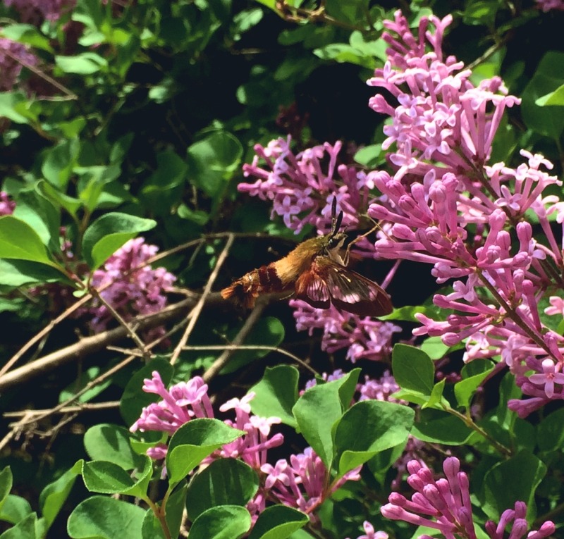 2018-06-07.snowberry.clearwing.moth