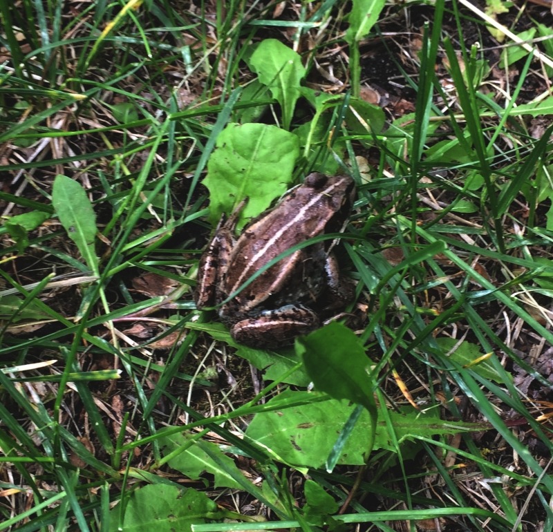 2018-06-07.wood.frog