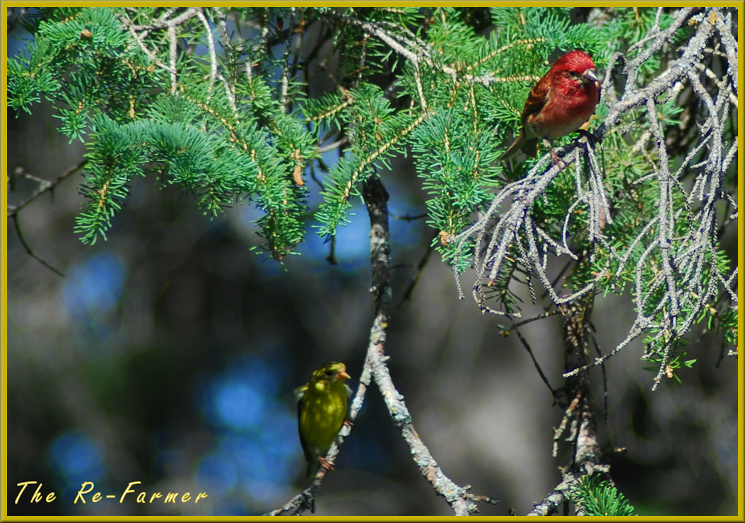 2018-06-15.gold.and.purple.finches