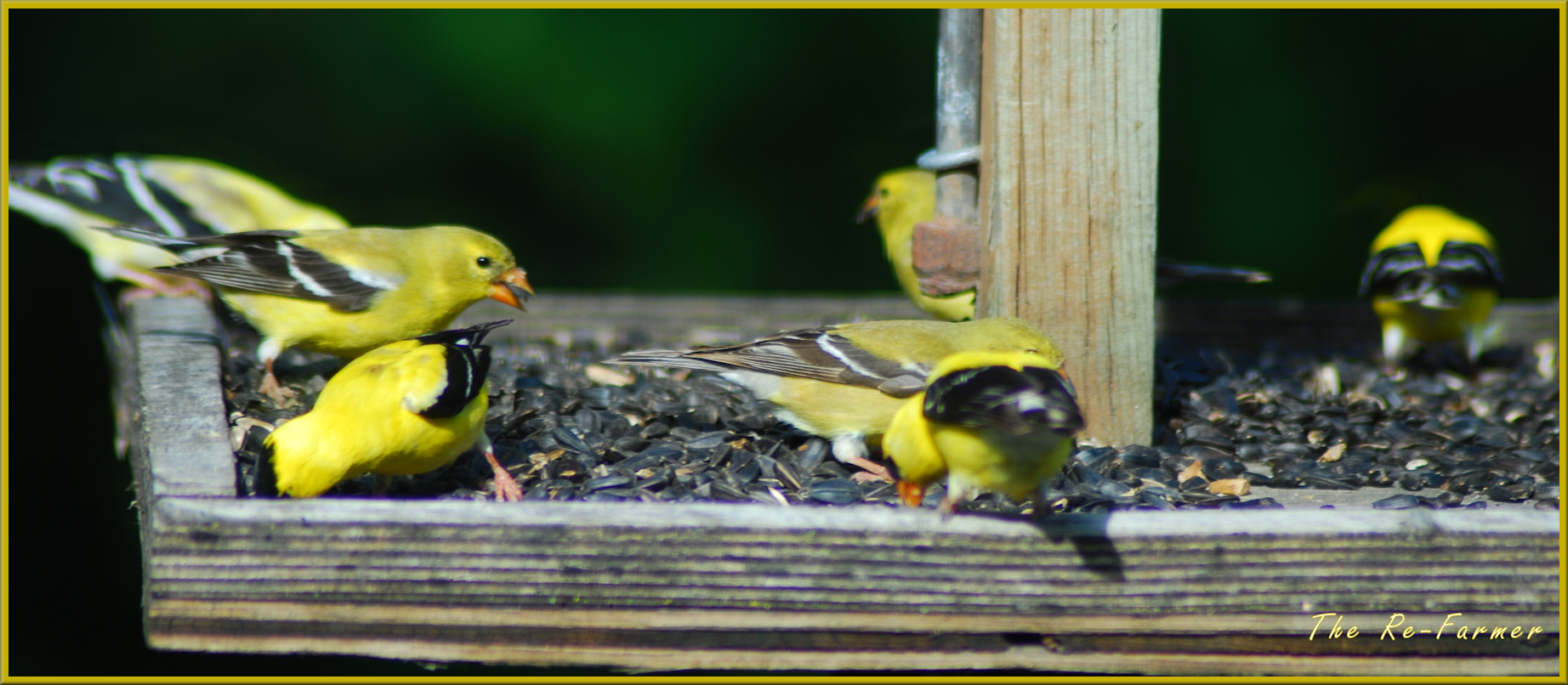 2018-06-15.goldfinches.platform.feeder