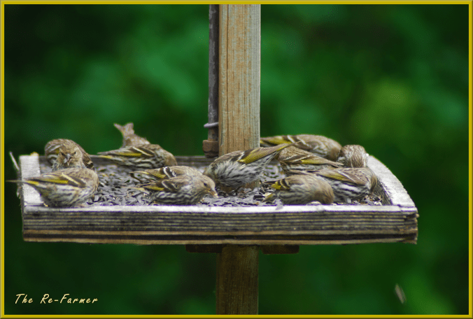 2018-06-16.pine.siskin.platform.feeder