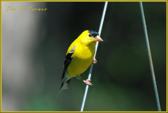 2018-06-19.goldfinch1