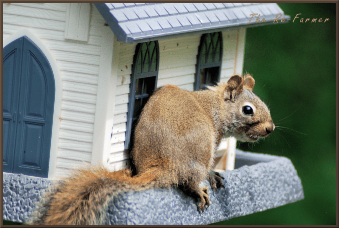 2018-06-23.squirrel.face