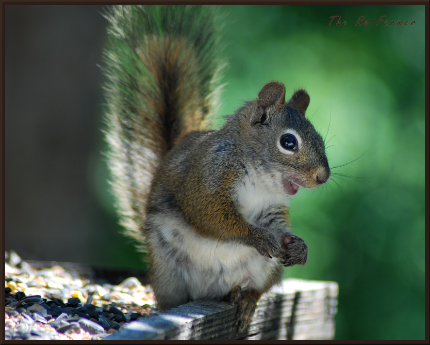 2018-06-24.squirrel.on.feeder