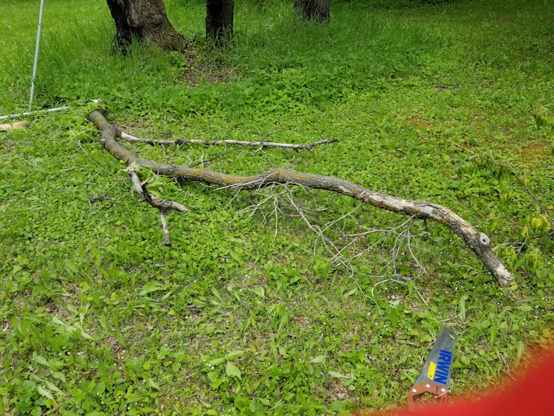 20180601firepit.area.dead.maple.branch