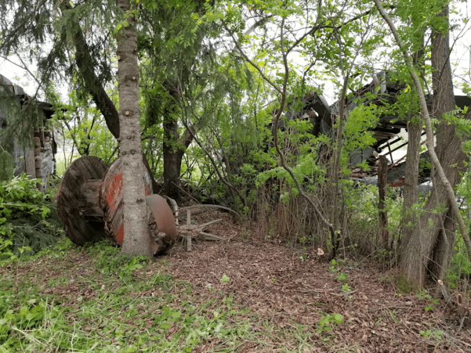 20180601firepit.area.fence.line.spruce.after