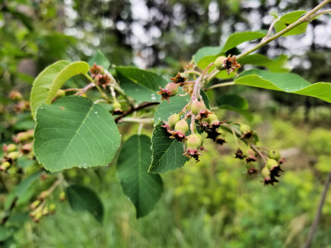 20180602.saskatoon.berry